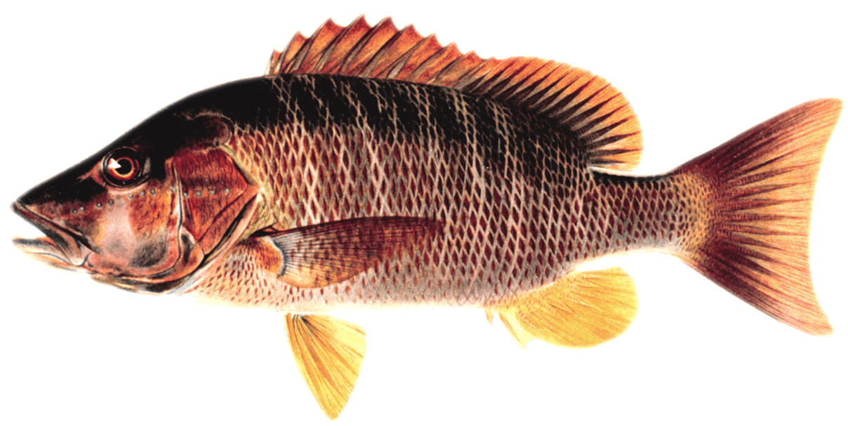 Dog snapper discount